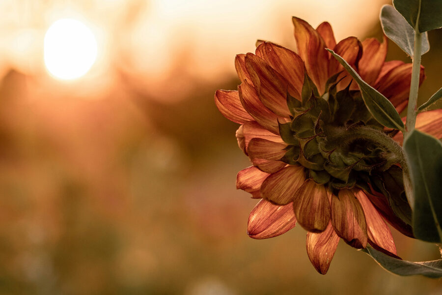 When the Sun Flowers